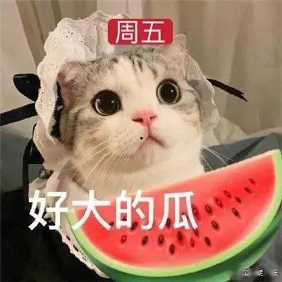 娱乐吃瓜君网红虐猫,娱乐吃瓜君引发社会关注与谴责